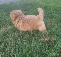 F1b mini Buddy, a male Miniature Goldendoodle for sale in Goshen, IN – Photo 2 of 6