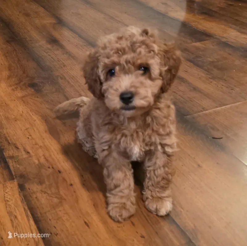 F1b miniature Snowflake