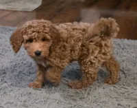 F1b miniature Snowflake, a female Miniature Goldendoodle for sale in Goshen, IN – Photo 2 of 3