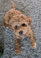 F1b miniature Snowflake, a female Miniature Goldendoodle for sale in Goshen, IN – Photo 3 of 3