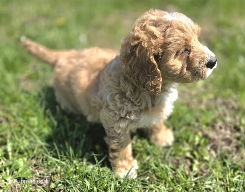 F1b Mae – Miniature Bernedoodle puppy for sale in Goshen, IN