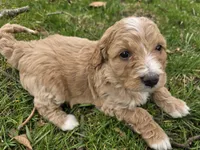 Mae, a female Miniature Bernedoodle for sale in Goshen, IN – Photo 5 of 8