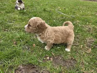 Mae, a female Miniature Bernedoodle for sale in Goshen, IN – Photo 6 of 8