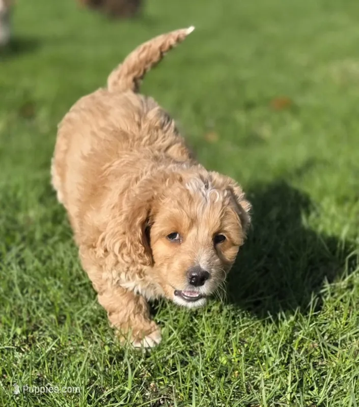 F1b Mae – Miniature Bernedoodle puppy for sale in Goshen, IN