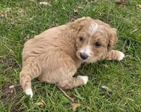 Mae, a female Miniature Bernedoodle for sale in Goshen, IN – Photo 4 of 8