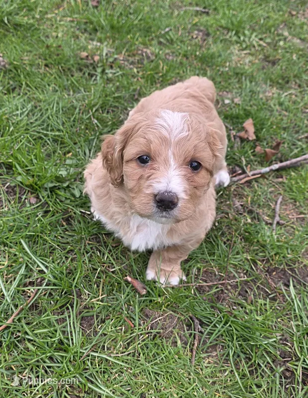 Mae – Miniature Bernedoodle puppy for sale in Goshen, IN