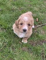 Mae, a female Miniature Bernedoodle for sale in Goshen, IN – Photo 1 of 8