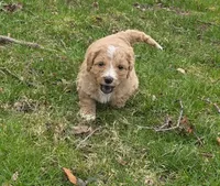 Mae, a female Miniature Bernedoodle for sale in Goshen, IN – Photo 2 of 8