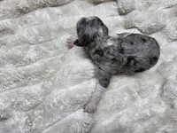 F1b Stella, a female Miniature Bernedoodle for sale in Goshen, IN – 2 of 5