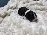 F1b Lady, a female Miniature Bernedoodle for sale in Goshen, IN – 2 of 4