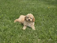 F1b Lady, a female Cavapoo for sale in Goshen, IN – 7 of 7