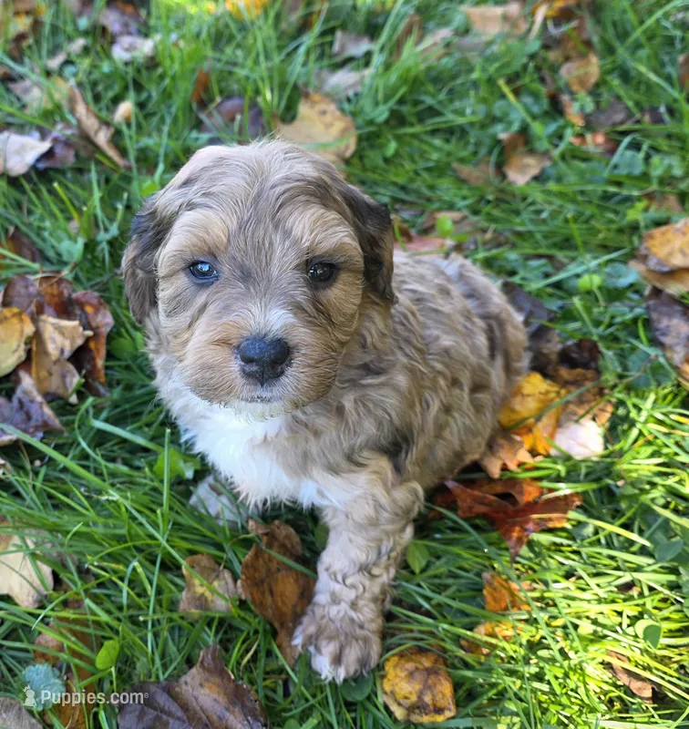 F1b Willy – Miniature Bernedoodle puppy for sale in Goshen, IN