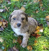 F1b Mini Willy, a male Miniature Bernedoodle for sale in Goshen, IN – 1 of 7