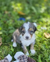 F1b Darling, a male Miniature Bernedoodle for sale in Goshen, IN – 6 of 10