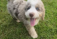 New girl, a  Miniature Bernedoodle for sale in Goshen, IN – Photo 3 of 9