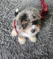 New girl, a  Miniature Bernedoodle for sale in Goshen, IN – Photo 6 of 9