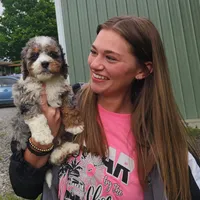 New girl, a  Miniature Bernedoodle for sale in Goshen, IN – Photo 1 of 9