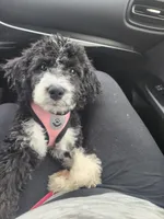 New girl, a  Miniature Bernedoodle for sale in Goshen, IN – Photo 5 of 9