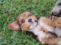 New girl, a  Miniature Bernedoodle for sale in Goshen, IN – Photo 8 of 9