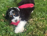 New girl, a  Miniature Bernedoodle for sale in Goshen, IN – Photo 9 of 9