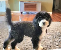 New girl, a  Miniature Bernedoodle for sale in Goshen, IN – Photo 4 of 9