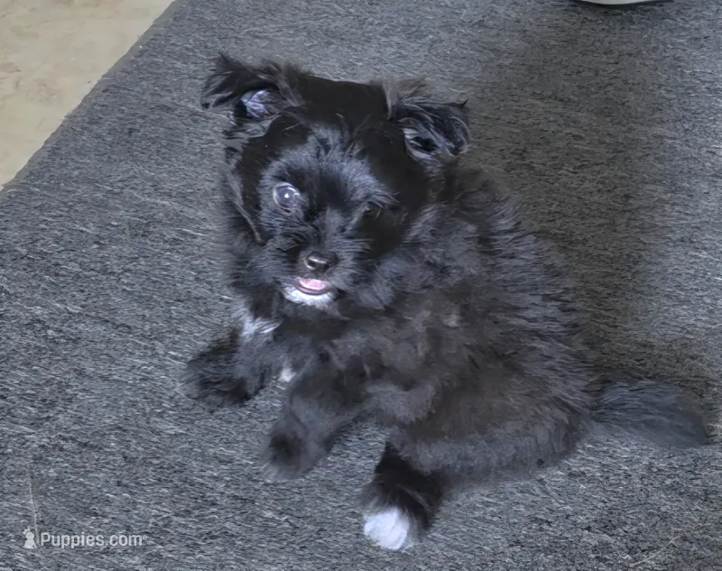 Jake – Pomapoo puppy for sale in Goshen, IN