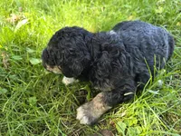 F1b mini Boomer, a female Miniature Bernedoodle for sale in Goshen, IN – 3 of 3