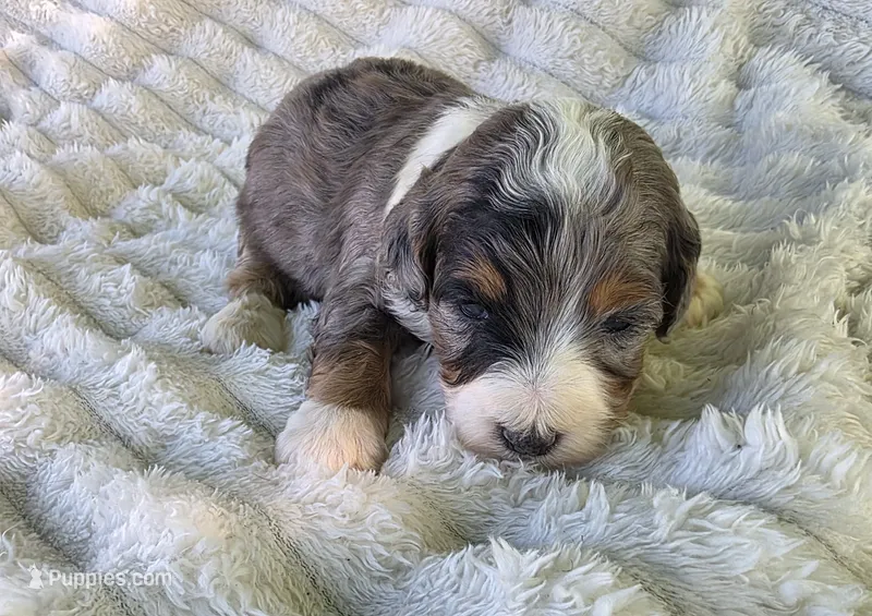 F1b Dapple – Miniature Bernedoodle puppy for sale in Goshen, IN