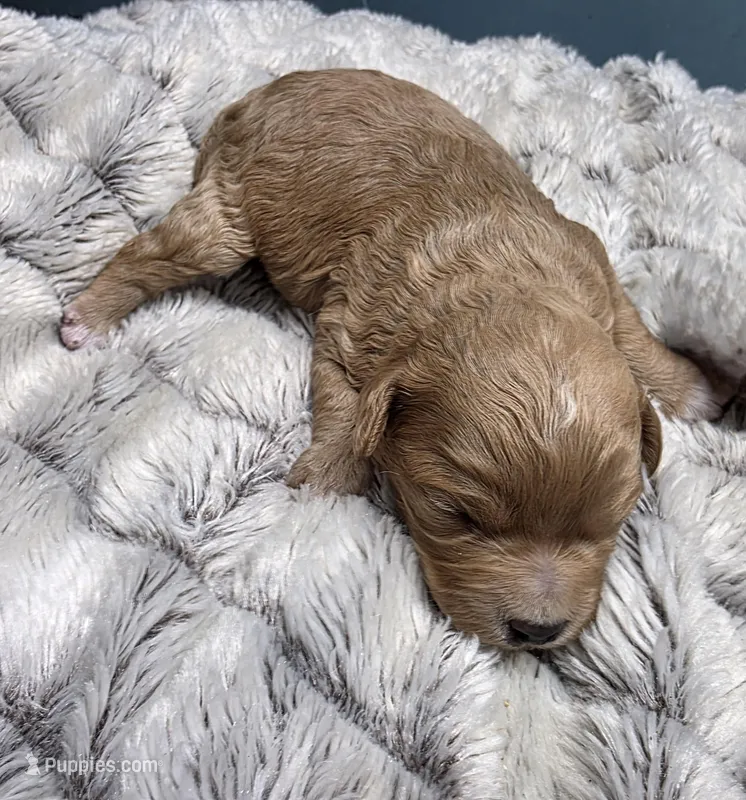 Peanut – Cavapoo puppy for sale in Goshen, IN