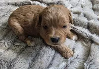 Penny, a female Cavapoo for sale in Goshen, IN – Photo 3 of 3