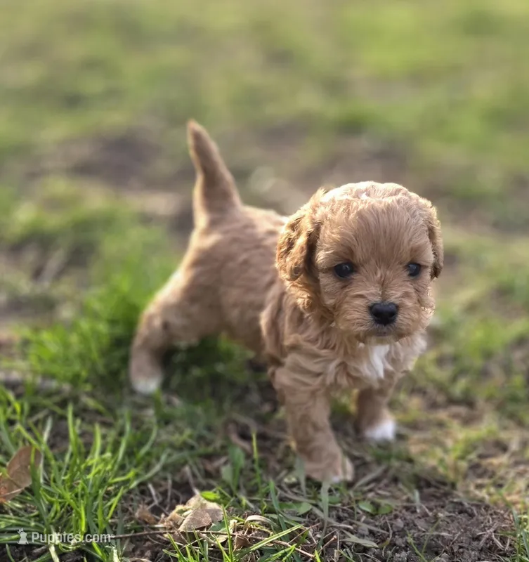 F1b Penny – Cavapoo puppy for sale in Goshen, IN