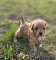 F1b Penny, a female Cavapoo for sale in Goshen, IN – Photo 1 of 8