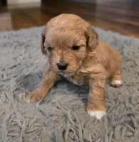 F1b Penny, a female Cavapoo for sale in Goshen, IN – Photo 4 of 8