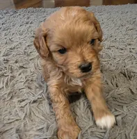 F1b Penny, a female Cavapoo for sale in Goshen, IN – Photo 5 of 8