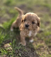 F1b Penny, a female Cavapoo for sale in Goshen, IN – Photo 2 of 8