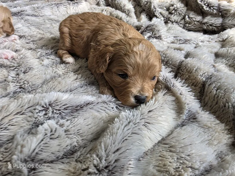 Penny – Cavapoo puppy for sale in Goshen, IN