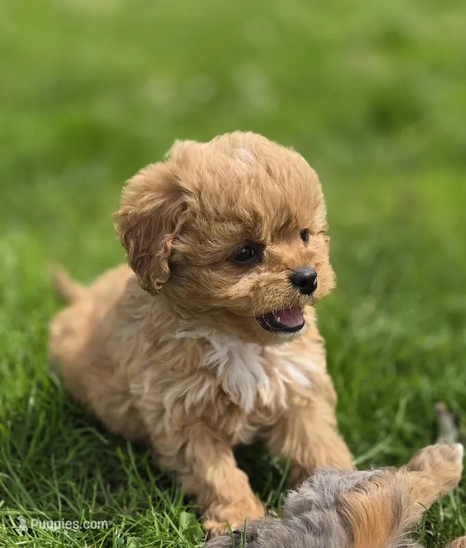 F1b Penny – Cavapoo puppy for sale in Goshen, IN