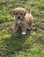 F1b Penny, a female Cavapoo for sale in Goshen, IN – Photo 3 of 8