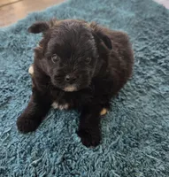 Jake, a male Pomapoo for sale in Goshen, IN – 2 of 2