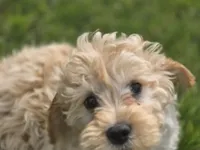 F1b Hank, a male Cavapoo for sale in Goshen, IN – 5 of 9