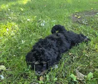 F1b Leo, a male Miniature Bernedoodle for sale in Goshen, IN – 2 of 7