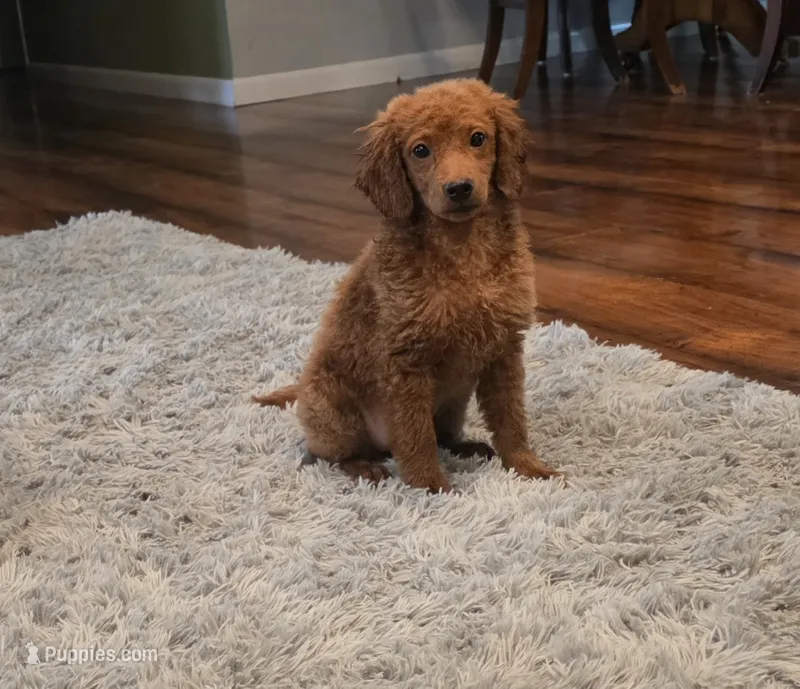 F1b Lady – Miniature Goldendoodle puppy for sale in Goshen, IN