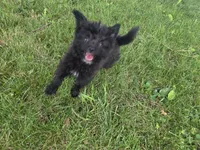 Jake, a male Pomapoo for sale in Goshen, IN – 5 of 5
