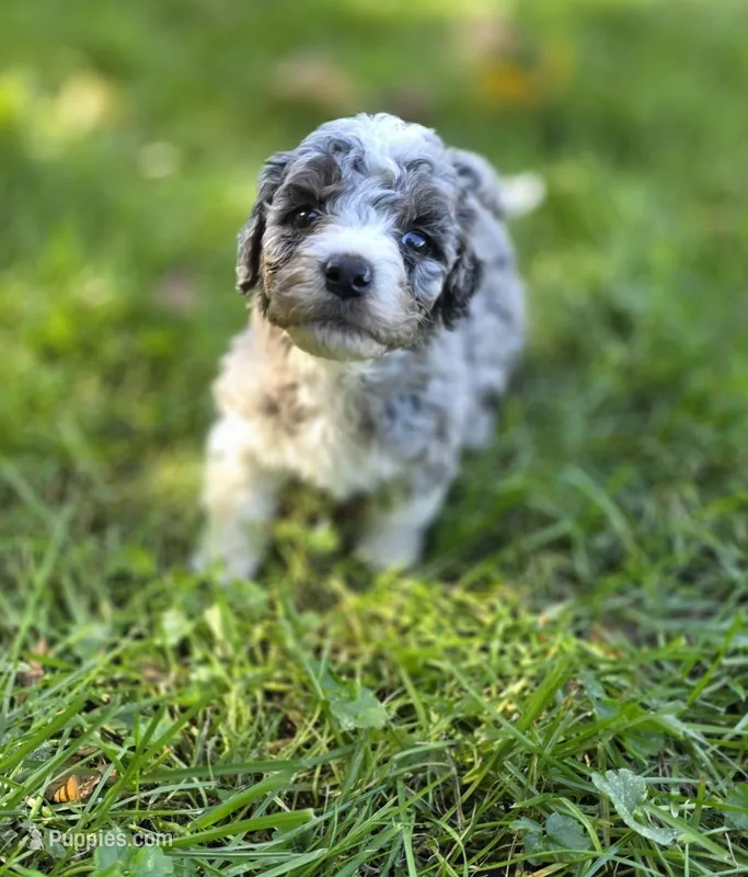 F1b Stella – Miniature Bernedoodle puppy for sale in Goshen, IN