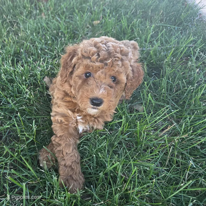 F1b Lulu – Miniature Goldendoodle puppy for sale in Goshen, IN