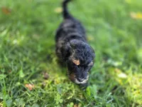 F1b Leo, a male Miniature Bernedoodle for sale in Goshen, IN – 4 of 7