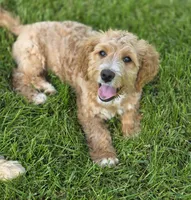 F1b Mae, a female Miniature Bernedoodle for sale in Goshen, IN – 3 of 9