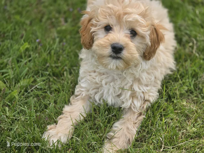 F1b Hank – Cavapoo puppy for sale in Goshen, IN