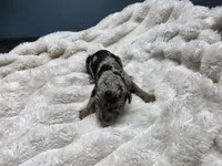 F1b Hank, a male Miniature Bernedoodle for sale in Goshen, IN – 4 of 7