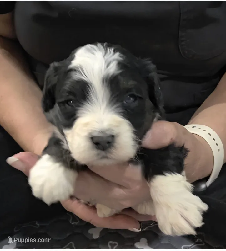 F1b Rickie – Miniature Bernedoodle puppy for sale in Goshen, IN